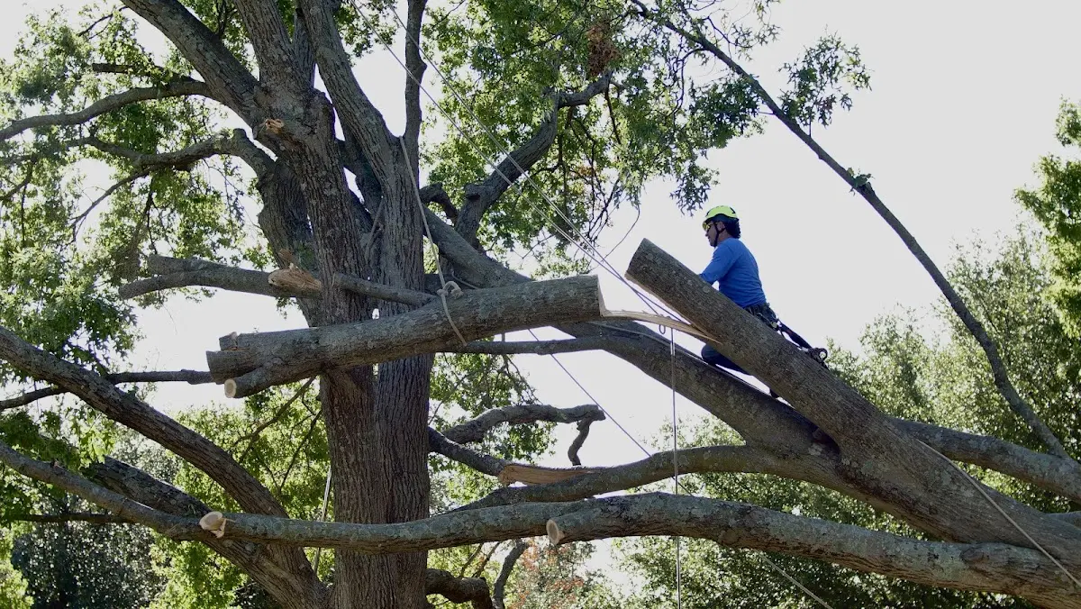 Professional Crown Thinning performed by certified arborists in Stockton