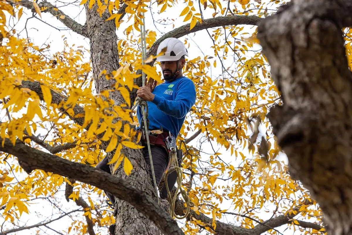 Skilled Tree Pruning crew working in Stockton